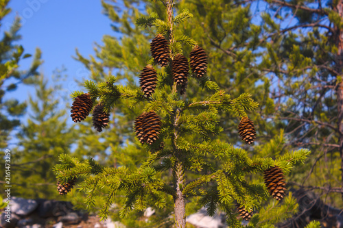 Conifer Branches with Pine Cones