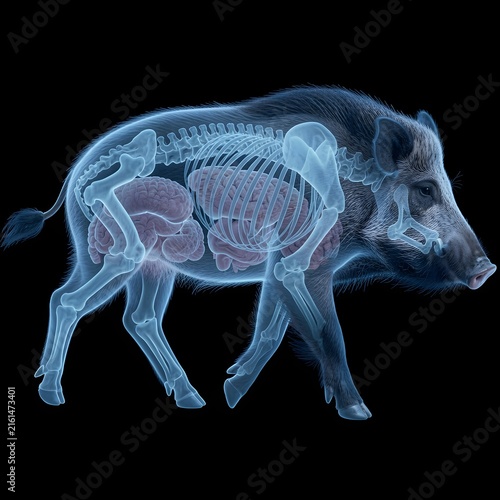 X-ray illustration of a wild boar with visible skeleton and organs