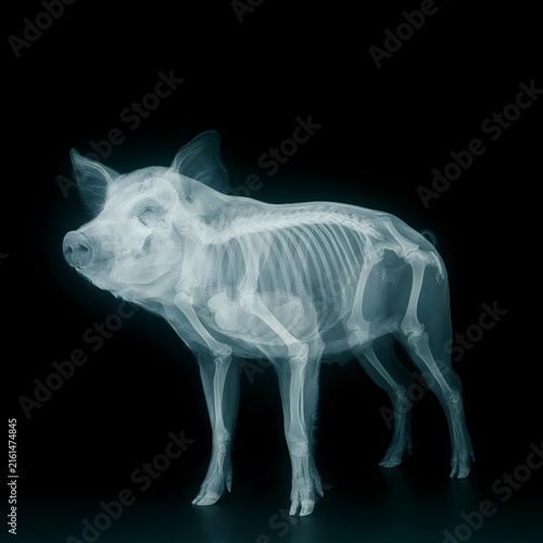 X-ray image of a pig skeleton on a dark background