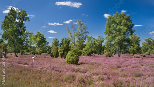 Foto Heidelandschaft Birken Wachholder Sommer HD