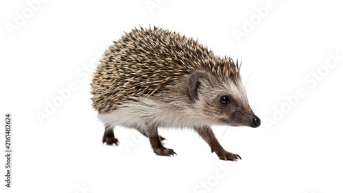 Small wild hedgehog walking forward on a surface isolated on transparent background.