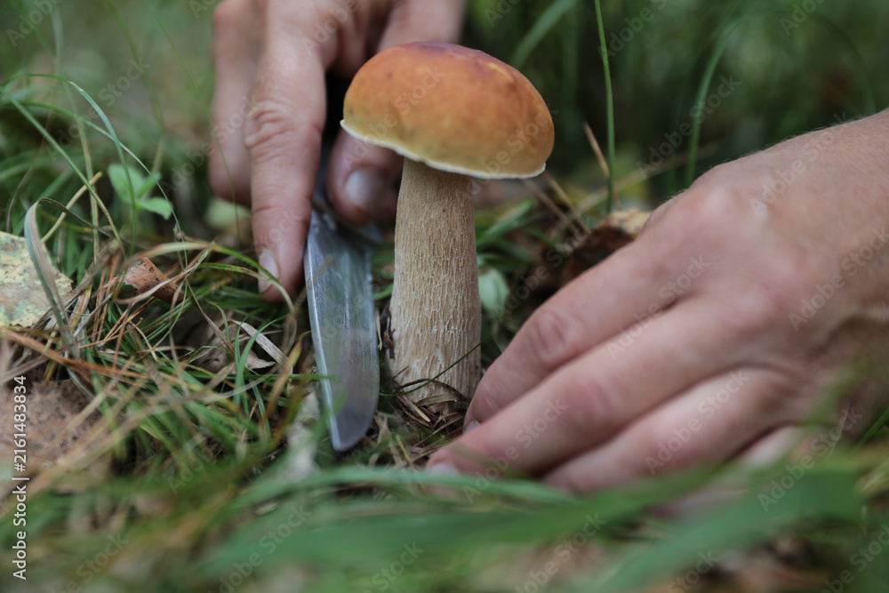 Fototapeta premium To pick porcini mushrooms in the forest