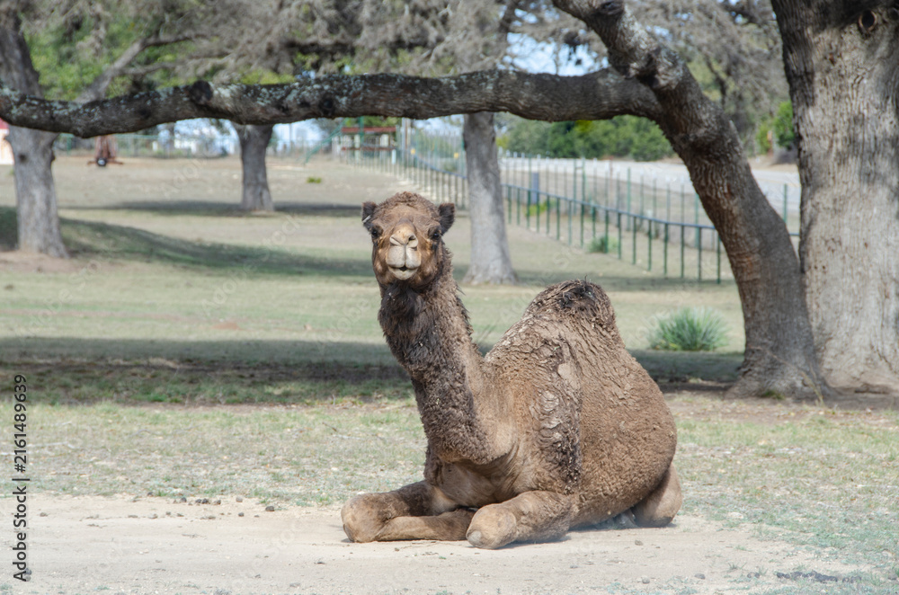 Naklejka premium Dromedary Camel Looking Straight at Camera