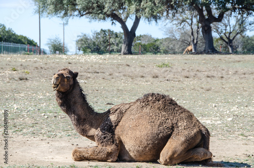 Foto Dromedary Camel Smiling at the Camera