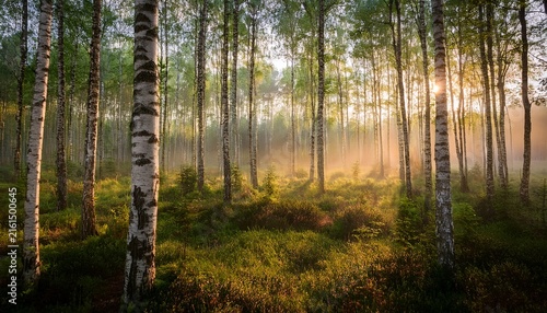 a serene forest scene with sunlit birch trees and a misty atmosphere