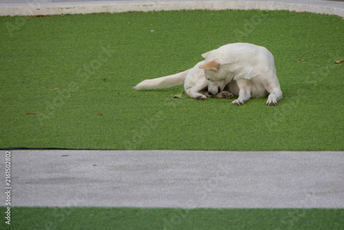 A medium-sized white dog walking on a green artificial turf field with a concrete stripe