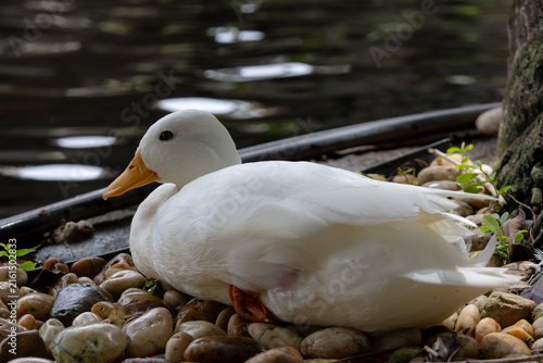 A calm white duck with an orange beak is resting on a mix of polished river stones next to a dark pond
