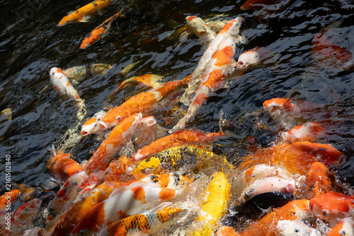 An energetic close-up of a large group of colorful koi fish in various shades of orange, white, and yellow splashing and crowding