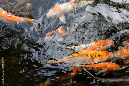 An overhead view of three colorful koi fish with open mouths, creating ripples as they surface in dark water