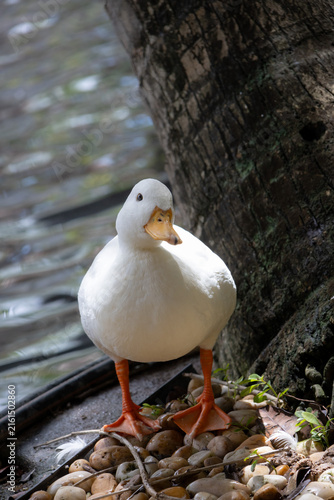 A plump, white duck stands on one leg, with its head tilted, looking directly at the camera. It is perched on a rocky bank next to a large tree trunk