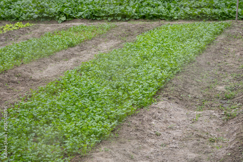 Extensive Vegetable Field with Forest Backdrop background