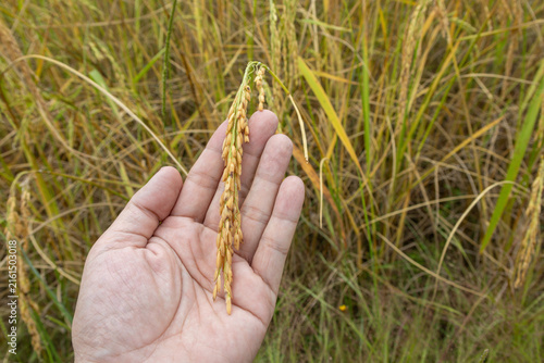 hand gently holding a single ear of mature, golden rice grain, with a blurred, yellow rice field