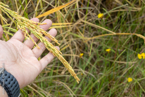 hand gently holding a single ear of mature, golden rice grain, with a blurred, yellow rice field in the background.