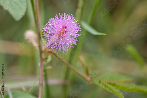 pink sensitive plant (Mimosa) flower head nestled among blades of green grass, with a soft background.