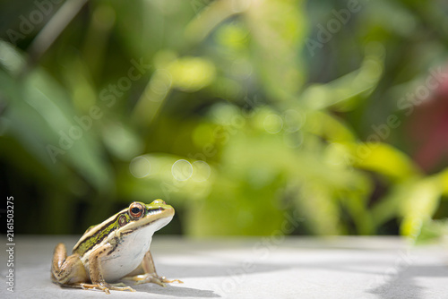 frog in the backyard live in green natural moist areas