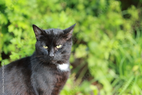 Obraz na plátně Black cat sitting outdoors in garden