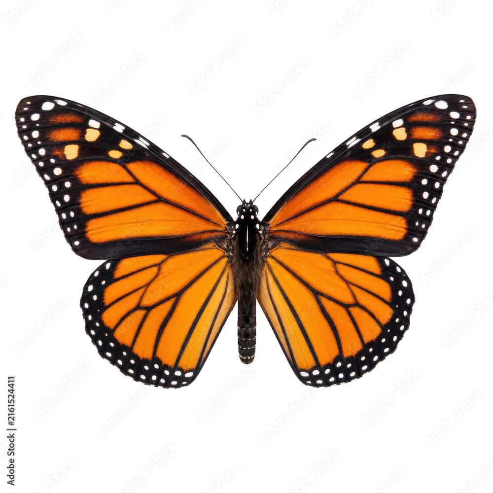 Obraz premium Beautiful monarch butterfly with vibrant orange and black wings, featuring delicate white spots, is captured in a detailed studio shot against a pure white background