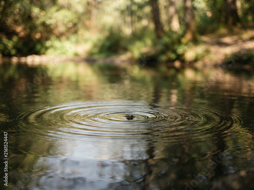 Small dark object creating concentric ripples on a forest pond reflective water surface