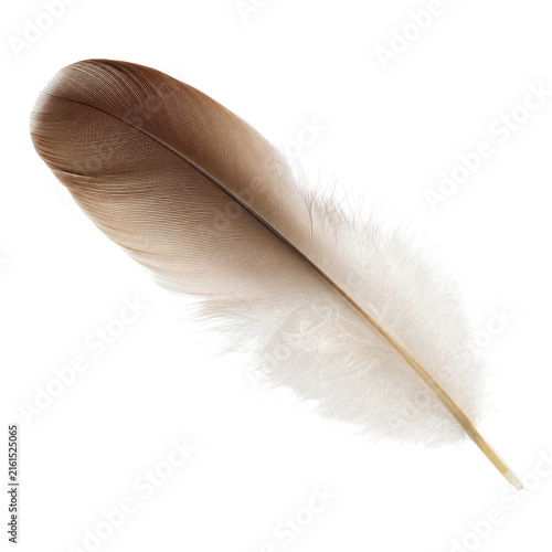 Foto Single brown and white bird feather, showcasing its delicate texture and natural