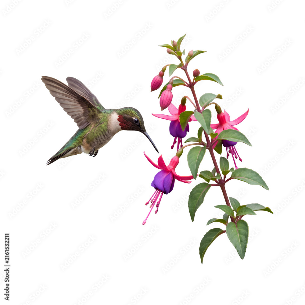 Naklejka premium hummingbird and flowers
