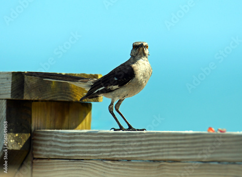 Konstfotografi bird on a fence