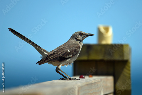 Foto bird on a fence