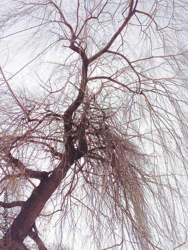 A vertical bottom-up view of a weeping willow tree trunk and hanging thin bare branches against a bright overcast sky