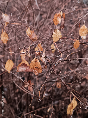 A vertical photograph showing dry brown leaves clinging to thin bare shrub branches after rain in autumn, fall