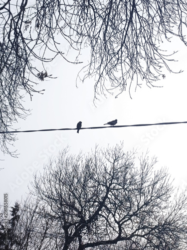 A vertical silhouette shot of two small birds sitting on an electric wire between bare tree branches against a white sky