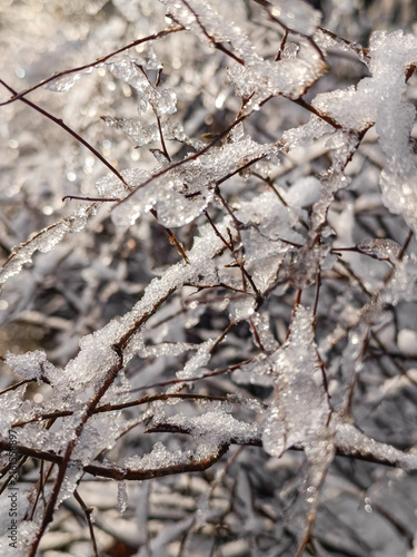 A vertical macro photograph of bare bush branches encased in sparkling melting ice illuminated by bright sunlight with bokeh background