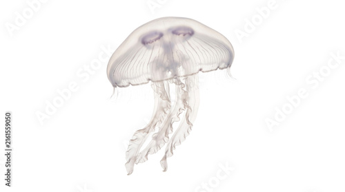 White translucent jellyfish swimming downward with long flowing oral arms and tentacles.