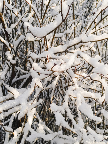 A vertical photograph showing a dense tangle of thin bush branches completely covered with thick white snow on a sunny winter day