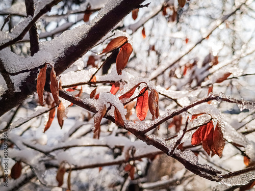 A horizontal photograph of brown and red autumn leaves covered with melting fresh snow on tree branches in bright sunlight