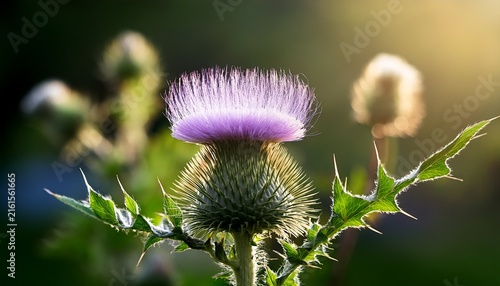 a close up of a delicate thistle flower its feathery seeds caught on the green leaves of a plant in soft sunlight