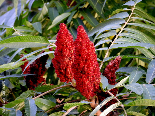 Rhus typhina, red blossom of sumac tree, during summer       