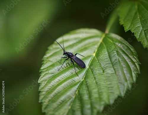 a tiny black insect rests on a green leaf surrounded by blurred foliage