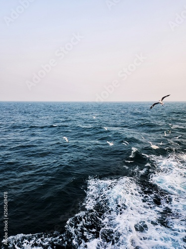Fotografie Flock of Seagulls Flying Over Deep Blue Ocean Waves and Sea Foam in Bay of Benga