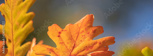 Beautiful autumn background for your design.