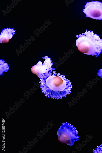 Glowing jellyfish drifting in a dark underwater aquarium
