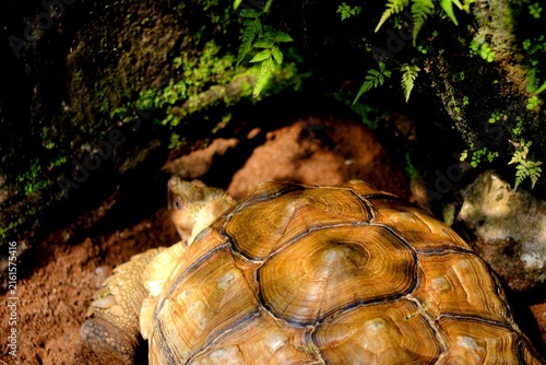 Cuadro en lienzo The turtle's shell is a vital part of its skeleton, primarily serving as natural protection against predators