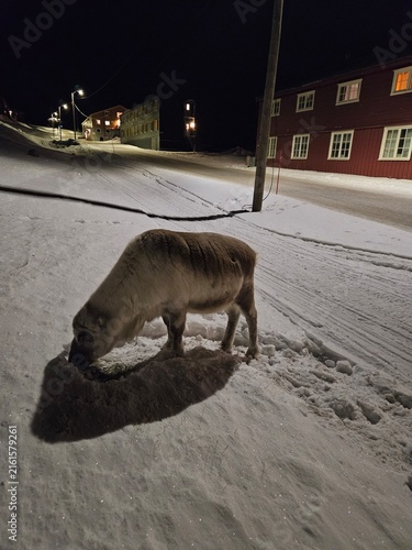 Konstfotografi wild boar in the snow