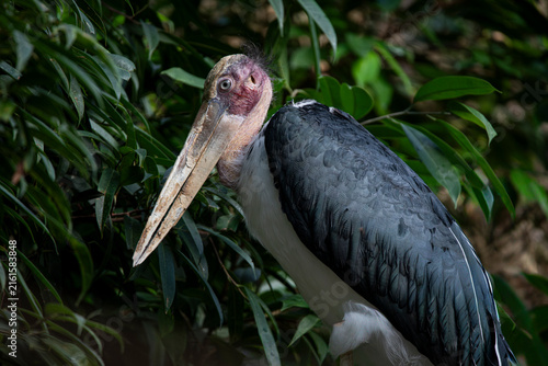 Photography The Lesser Adjutant Stork (Leptoptilos javanicus).
