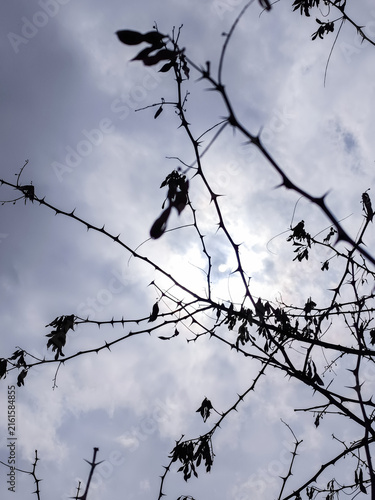 A vertical shot of sharp thorny tree branches silhouetted against a bright cloudy sky with the sun shining through