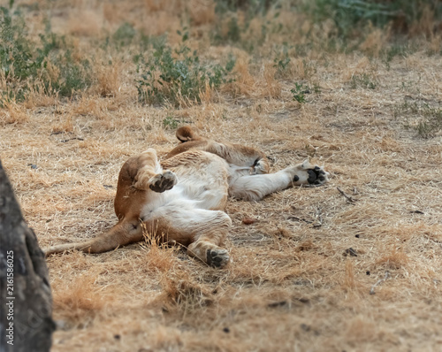 Photography Lioness peacefully resting among tall dry grass