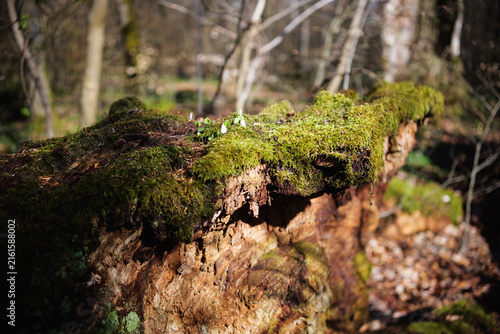 Ancient Dead Tree Natural Monument in Altenrode, Harz Mountains, Germany