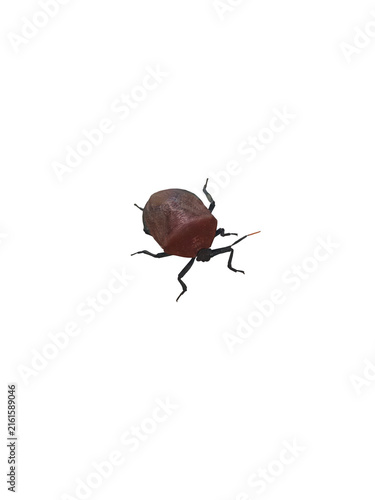 Small brown stink bug