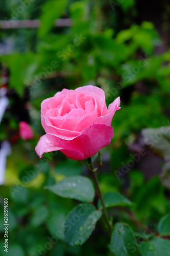 ROSE QUEEN ELIZABETH	