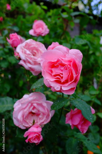 ROSE QUEEN ELIZABETH	