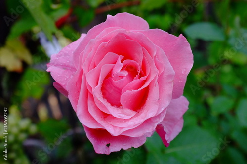 ROSE QUEEN ELIZABETH	
