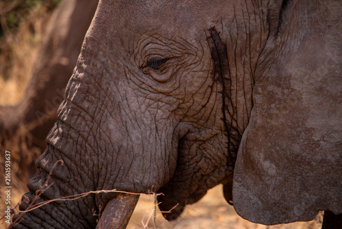 View of a close-up of an African elephant showing detailed skin texture, eye, and tusk in the Serengeti, Mara Region, Tanzania.